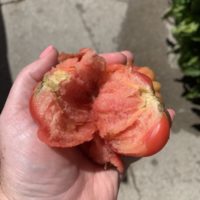 What Causes Mealy Tomatoes