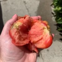 What Causes Mealy Tomatoes