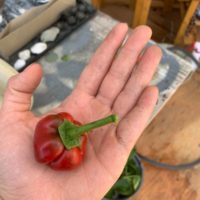 Why Are My Bell Peppers So Small 1