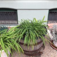 Why Are My Daylilies Not Blooming rotated