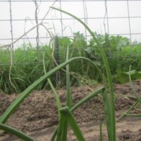 Why Are My Green Onions Falling Over 2