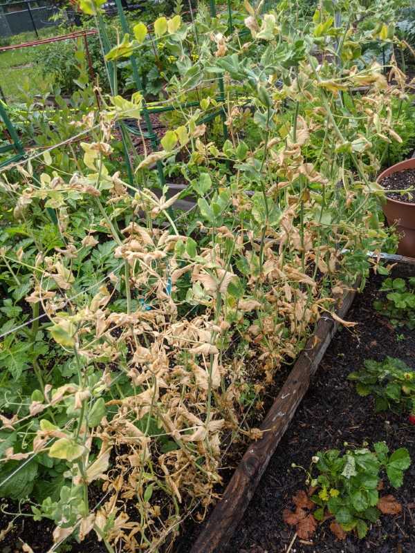 Why Are My Pea Plants Turning Yellow 1