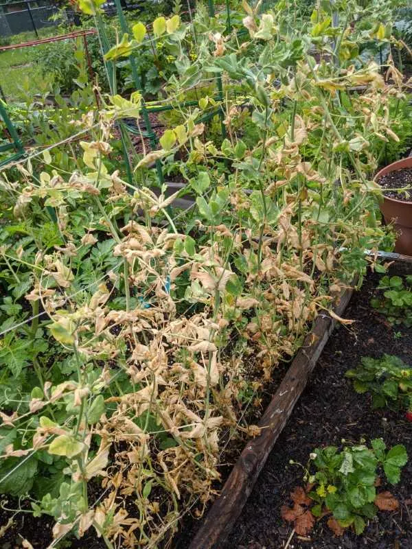 Why Are My Pea Plants Turning Yellow 1
