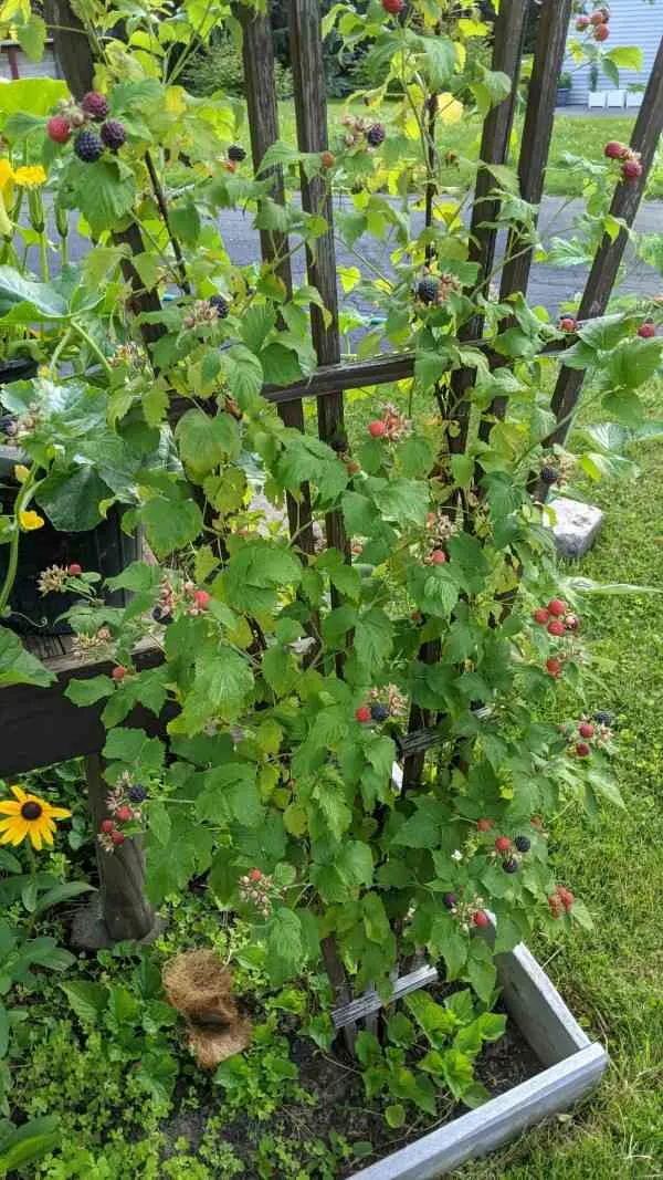 Why Are My Raspberries So Small