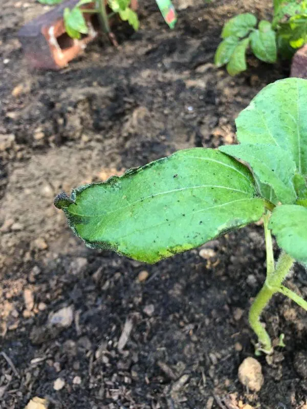 Why Are My Sunflower Leaves Turning Black