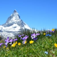 Why Are Plants In The Alpine Biome Typically Low Growing 1