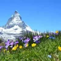 Why Are Plants In The Alpine Biome Typically Low Growing 1