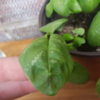 Why Do My Basil Leaves Have White Spots 1