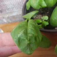 Why Do My Basil Leaves Have White Spots 1