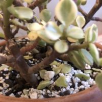 Why Is My Elephant Bush Dropping Leaves 2