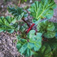 Why Is My Rhubarb So Small 1