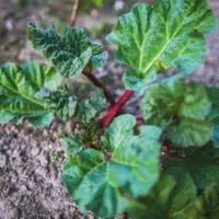 Why Is My Rhubarb So Small 1