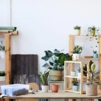 Best Houseplants For Your Living Room Decor
