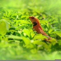 What Do Garden Lizards Eat