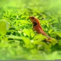 What Do Garden Lizards Eat