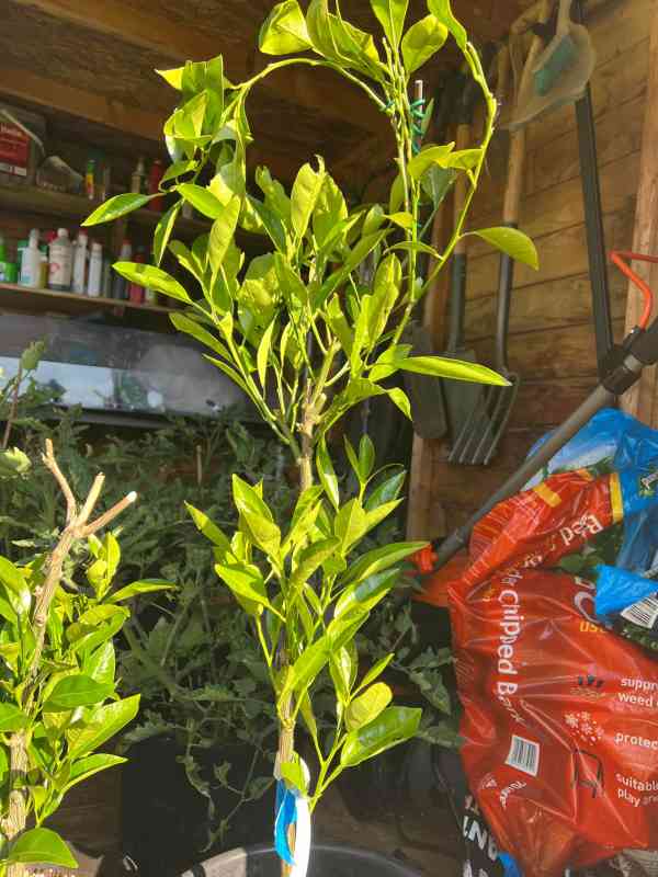 Grafting orange tree—how to graft an orange tree