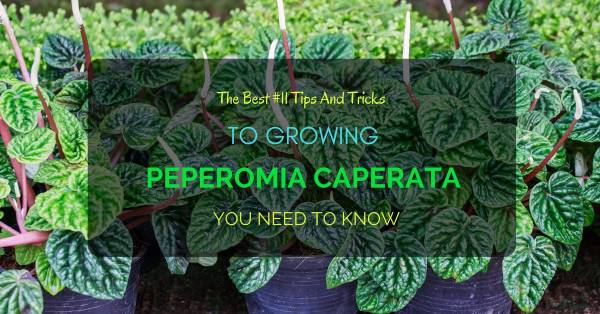Growing Peperomia Caperata