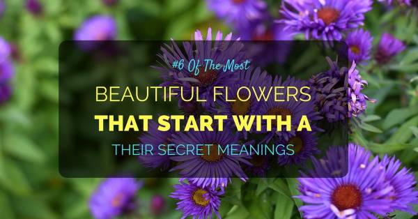 Most Beautiful Flowers That Start With A