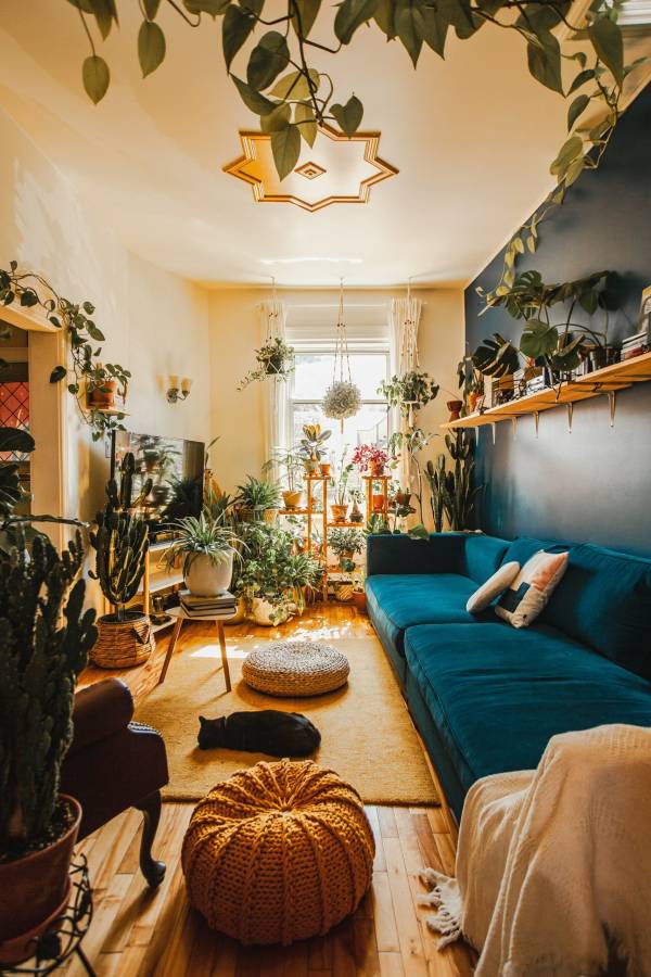 A room embellished with indoor plants—why arent my indoor plants growing