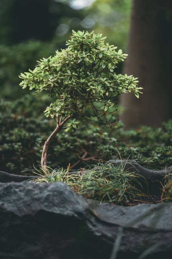 How to Keep a Tree Small