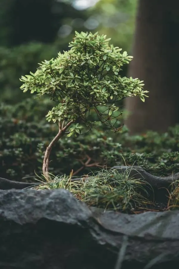 How to Keep a Tree Small