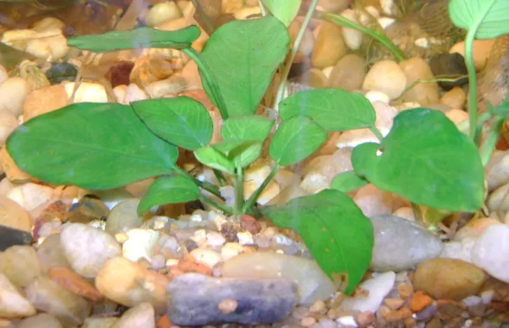 How to Plant Anubias Nana