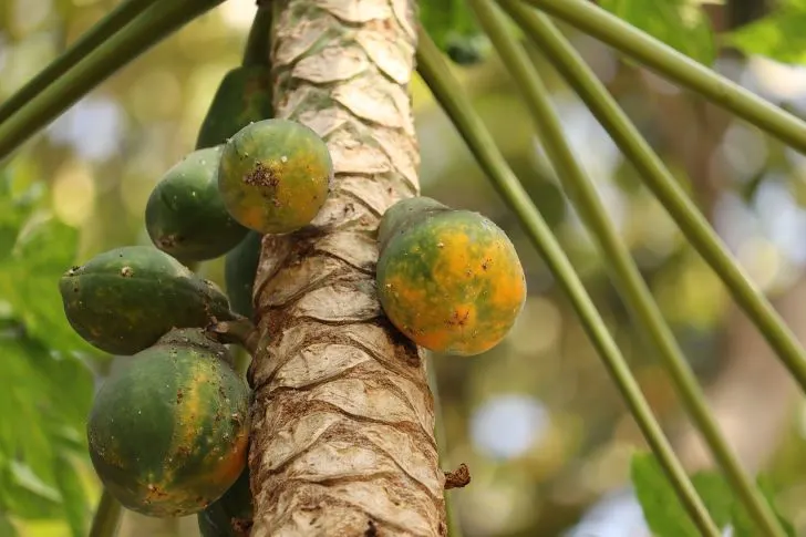 How to protect papaya tree from frost