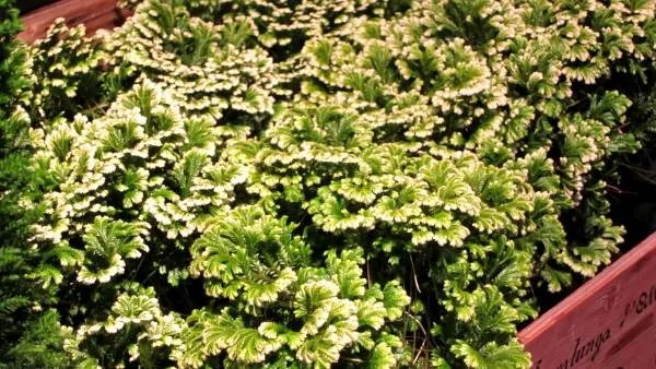 How to Care for a Frosty Fern