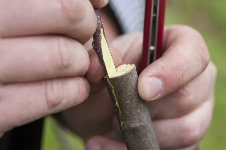How to Graft a Japanese Maple