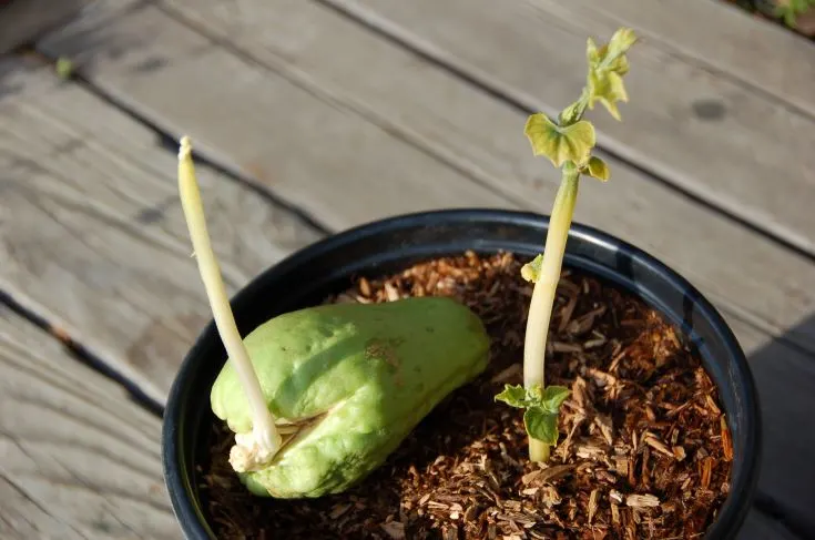 How to Grow Chayote in Containers