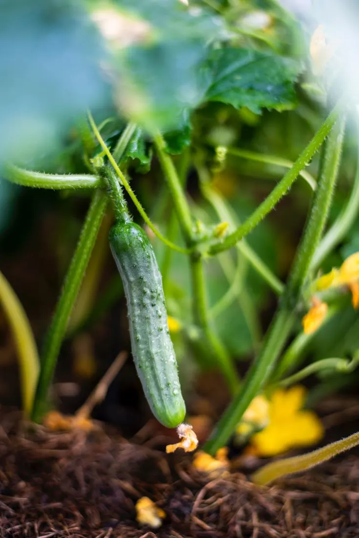 How to Grow Cucumbers in Texas