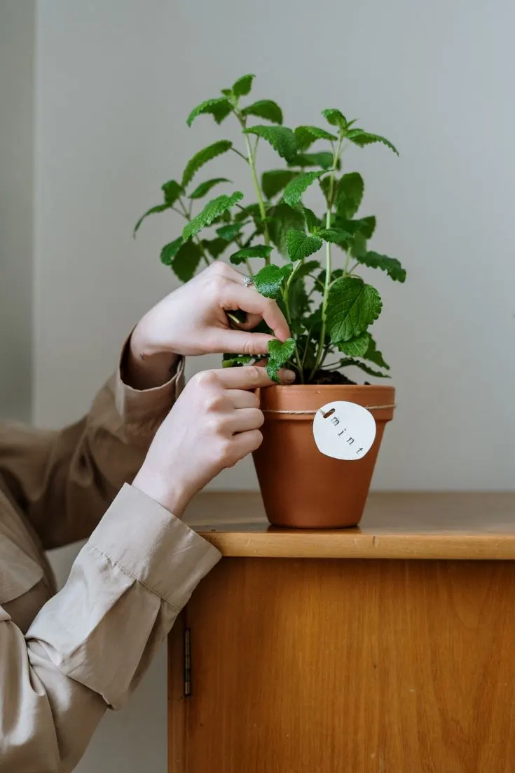 How to Harvest Mint Without Killing the Plant