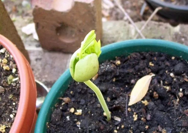 How to Plant Tamarind Seeds