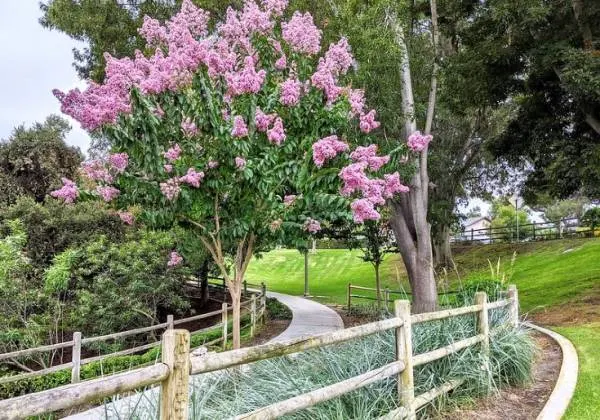 How to Transplant Crepe Myrtle