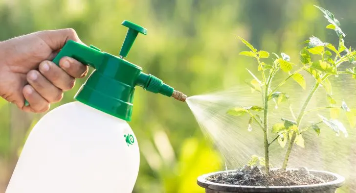 How to Use Neem Oil on Tomato Plants
