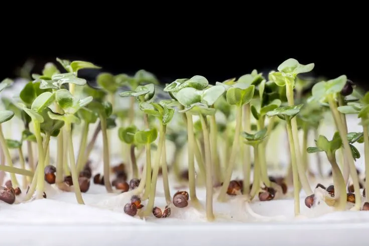 How to grow Choy sum from seeds