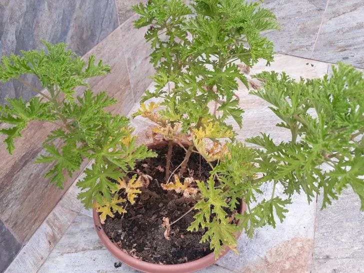 Why are my Citronella leaves turning yellow