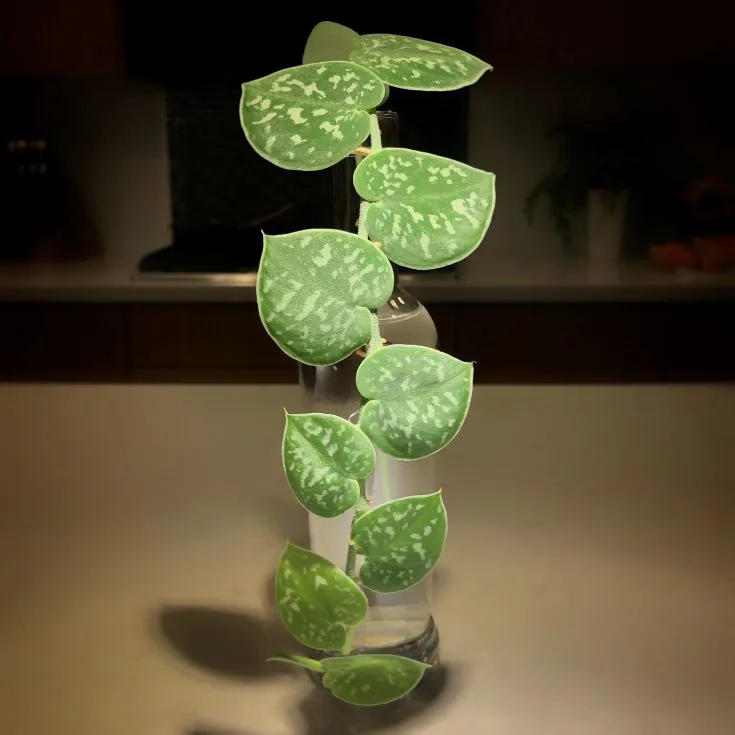 How to propagate Silver Pothos