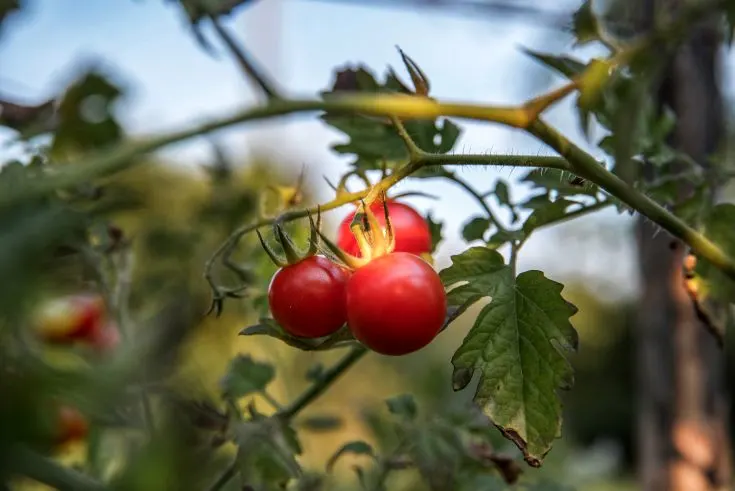 When to Plant Tomatoes in Texas 1