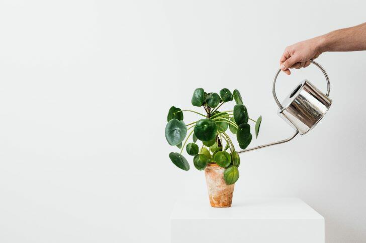 Guide to Indoor Plants