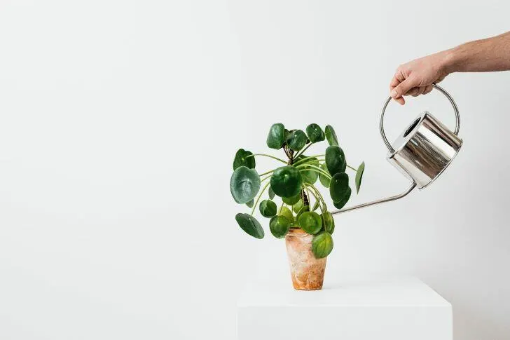 Guide to Indoor Plants