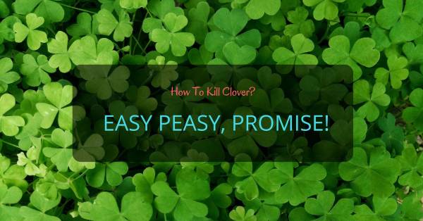 How to Kill Clover