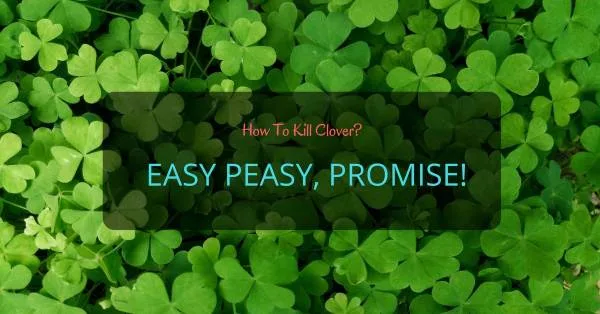 How to Kill Clover