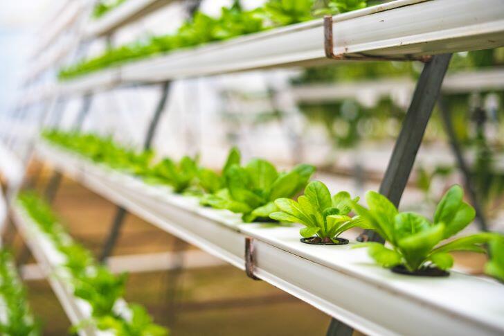 Hydroponic Farming on a Small Scale
