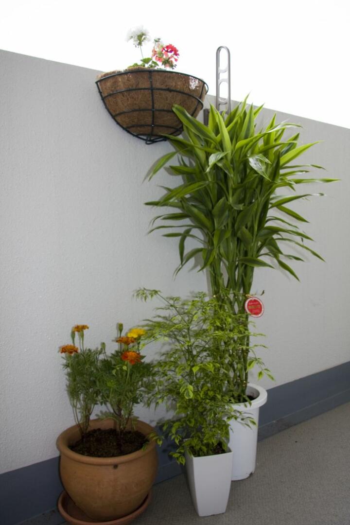 Can Bamboo Grow in Colorado