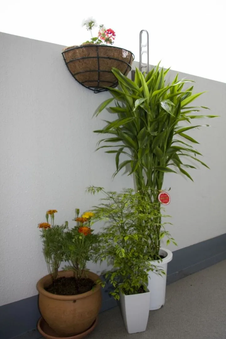 Can Bamboo Grow in Colorado
