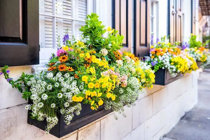 Ideas For Fall Window Boxes Try Companion Planting