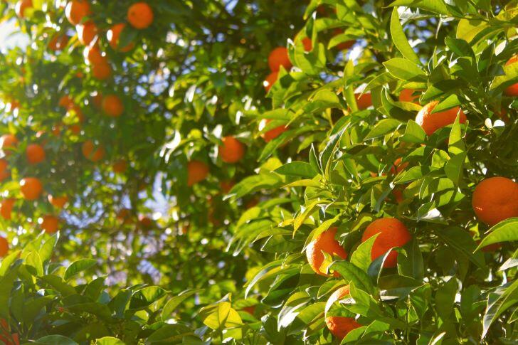 When Is Orange Season in California 1