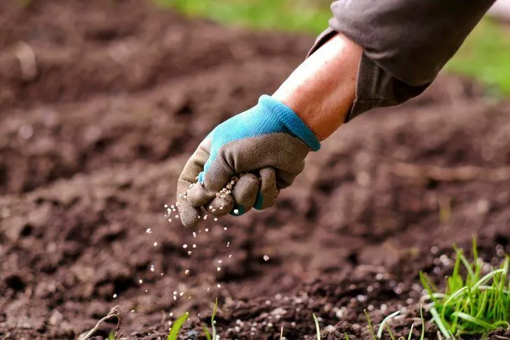 When to Fertilize Lawn in Colorado