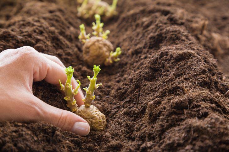 When to Plant Potatoes in NC 1